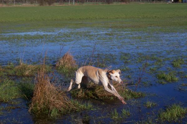 Galga LUNI aus Murcia sucht ... - Seite 3 6618699joh