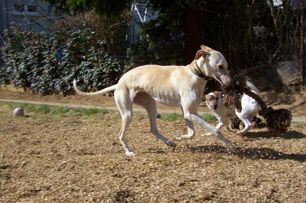 Galga LUNI aus Murcia sucht ... - Seite 3 6635200xpr