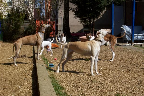 Galga LUNI aus Murcia sucht ... - Seite 3 6635201hzq