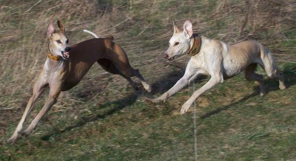 Galga LUNI aus Murcia sucht ... - Seite 3 6635204evu