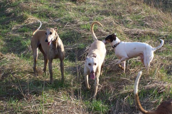 Galga LUNI aus Murcia sucht ... - Seite 3 6635246kor