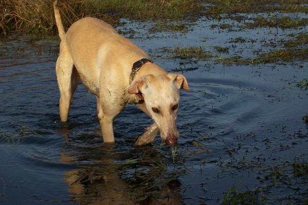 Galga LUNI aus Murcia sucht ... - Seite 3 6635248oli