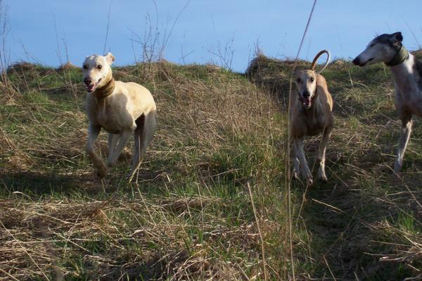 Galga LUNI aus Murcia sucht ... - Seite 3 6635274bfm