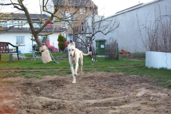 Galga LUNI aus Murcia sucht ... - Seite 3 6635275jyr