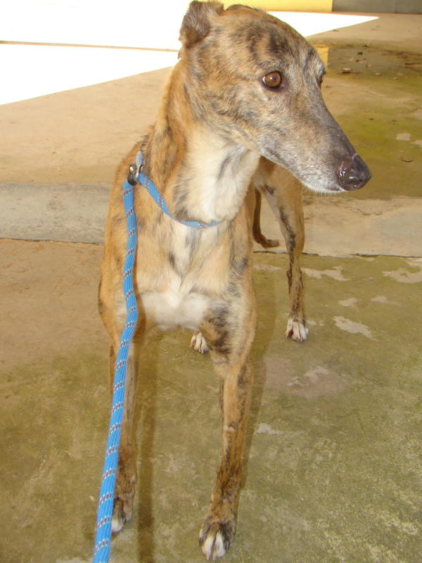 Galga Rita (jetzt MILLA) aus Alicante sucht ... 6651031ljw