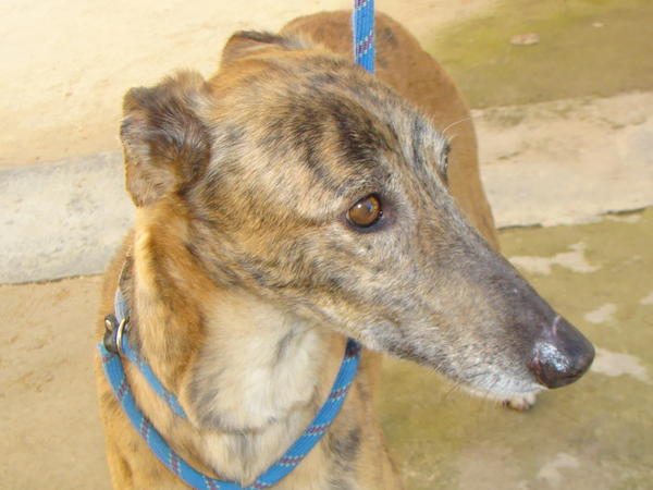 Galga Rita (jetzt MILLA) aus Alicante sucht ... 6651032cri