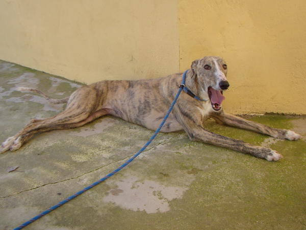 Galga SITA aus Alicante sucht dringend ... 6651034ves