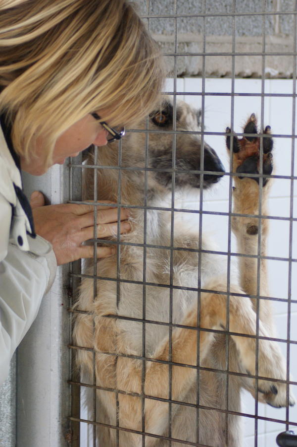 Rauhhaar-Galgo RIK aus Alicante sucht ... 6701888oon