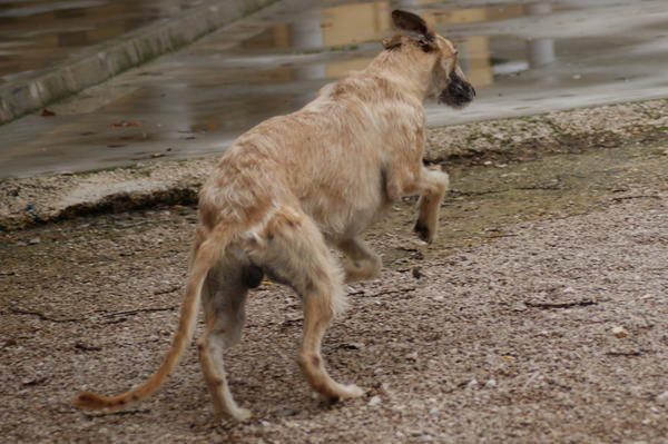 Rauhhaar-Galgo RIK aus Alicante sucht ... 6701893ulj