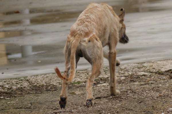 Rauhhaar-Galgo RIK aus Alicante sucht ... 6701894nzv