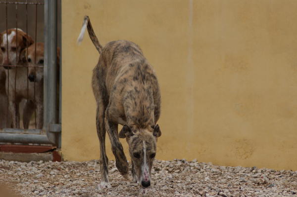 Galga SITA aus Alicante sucht dringend ... 6704837zhy