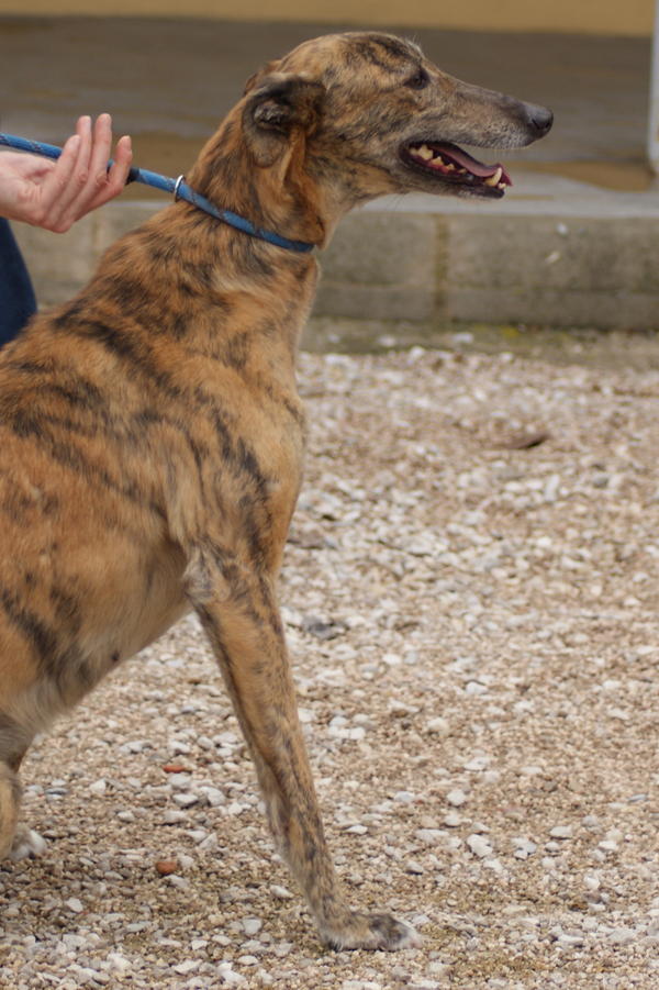 Galga Rita (jetzt MILLA) aus Alicante sucht ... 6704919yje