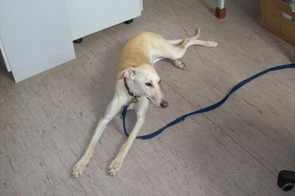 Galga LUNI aus Murcia sucht ... - Seite 3 6754519adv