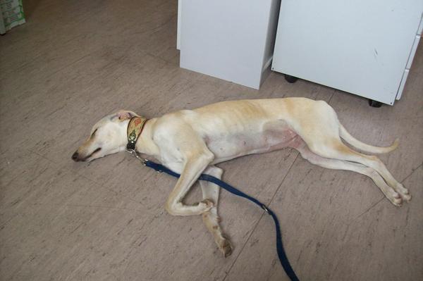 Galga LUNI aus Murcia sucht ... - Seite 3 6754522eux