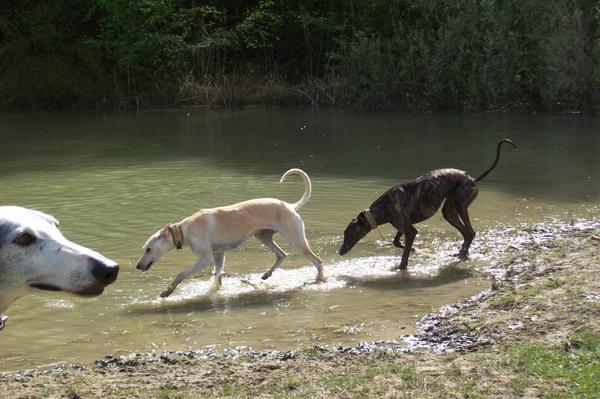 Galga LUNI aus Murcia sucht ... - Seite 4 6811428zff