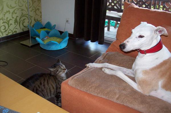 Galga LUNI aus Murcia sucht ... - Seite 4 6817650ark