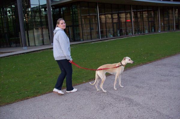 Galga LUNI aus Murcia sucht ... - Seite 4 6817769rrr