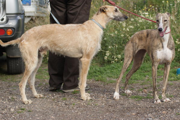 Galga SITA aus Alicante sucht dringend ... - Seite 2 6822551stu