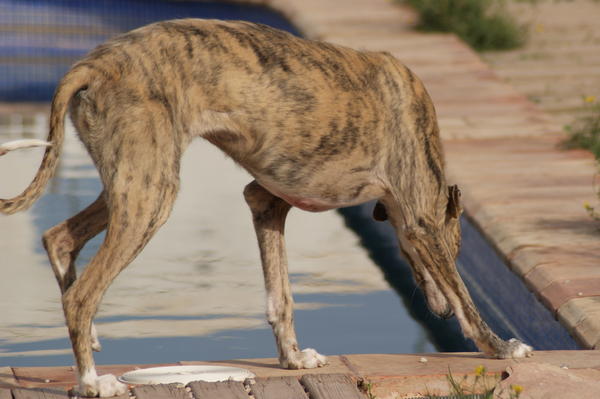 Galga SITA aus Alicante sucht dringend ... - Seite 2 6822553ort