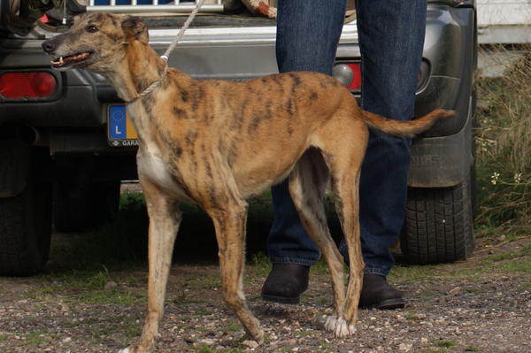 Galga Rita (jetzt MILLA) aus Alicante sucht ... 6823327crs