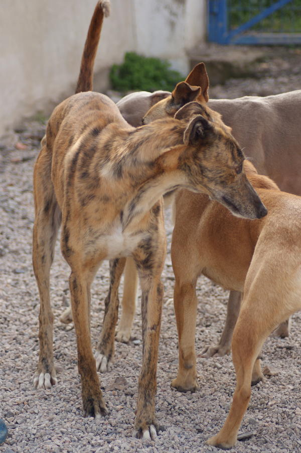 Galga Rita (jetzt MILLA) aus Alicante sucht ... 6823328cxo