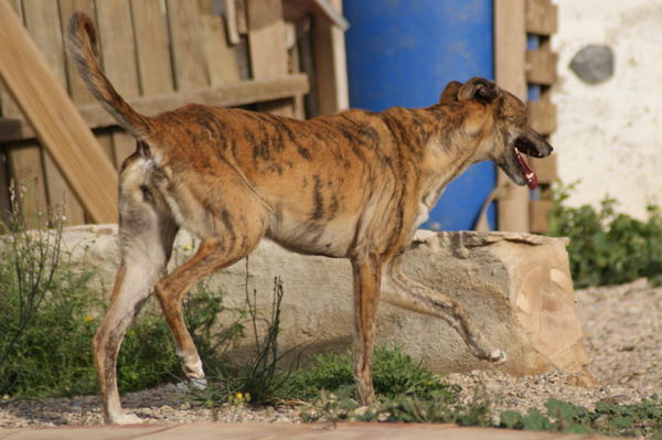 Galga Rita (jetzt MILLA) aus Alicante sucht ... 6823329bdl