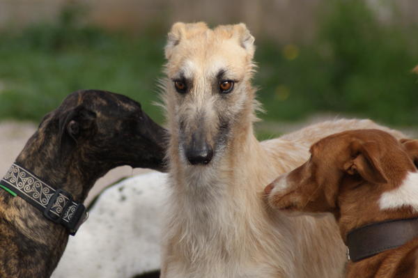 Rauhhaar-Galgo RIK aus Alicante sucht ... 6825370ehv