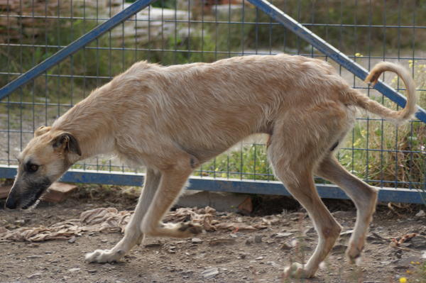 Rauhhaar-Galgo RIK aus Alicante sucht ... 6825372dcf