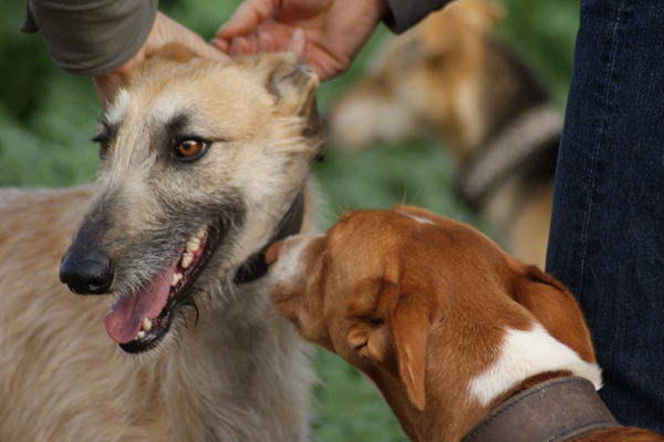 Rauhhaar-Galgo RIK aus Alicante sucht ... 6825374fjz