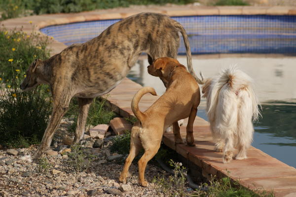 Galga SITA aus Alicante sucht dringend ... - Seite 2 6832658bbw