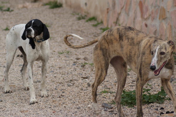 Galga SITA aus Alicante sucht dringend ... - Seite 2 6832659uet