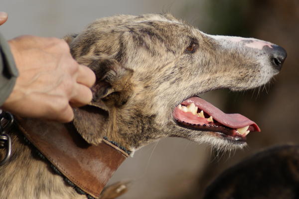 Galga SITA aus Alicante sucht dringend ... - Seite 2 6832663doq