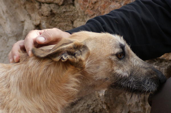 Rauhhaar-Galgo RIK aus Alicante sucht ... - Seite 2 6832820drb