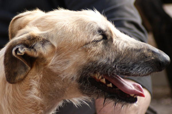 Rauhhaar-Galgo RIK aus Alicante sucht ... - Seite 2 6832822mpz