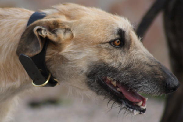 Rauhhaar-Galgo RIK aus Alicante sucht ... - Seite 2 6832824vqa