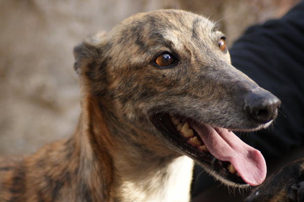 Galga Rita (jetzt MILLA) aus Alicante sucht ... 6832928coc