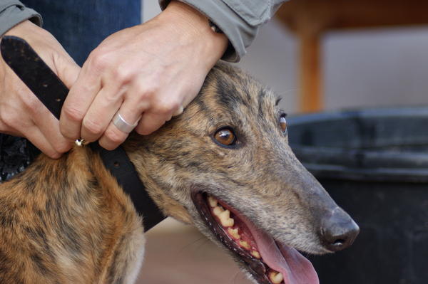 Galga Rita (jetzt MILLA) aus Alicante sucht ... 6832930xqv