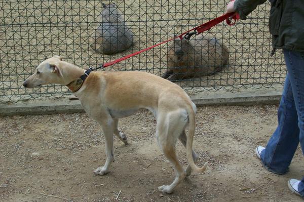 Galga LUNI aus Murcia sucht ... - Seite 4 6859528eot