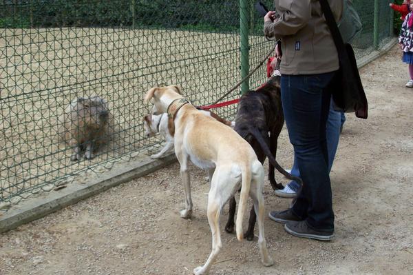 Galga LUNI aus Murcia sucht ... - Seite 4 6859529wyc