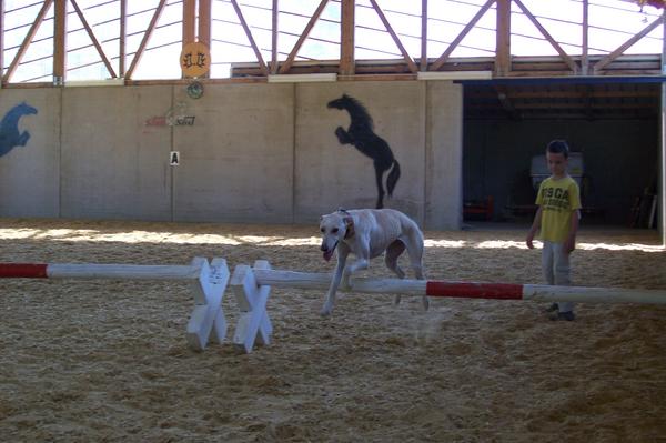 Galga LUNI aus Murcia sucht ... - Seite 4 6931963tmd