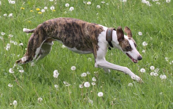 Galgo Alex (jetzt ROMEO) aus Leiva sucht ... - Seite 2 6944344ndk