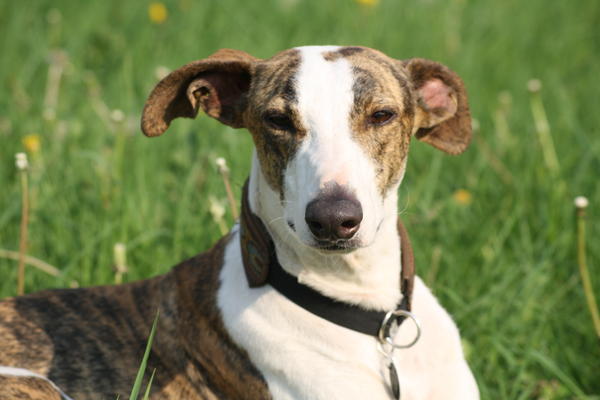 Galgo Alex (jetzt ROMEO) aus Leiva sucht ... - Seite 2 6944348osu