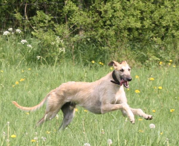 Rauhhaar-Galgo RIK aus Alicante sucht ... - Seite 2 6944555psc