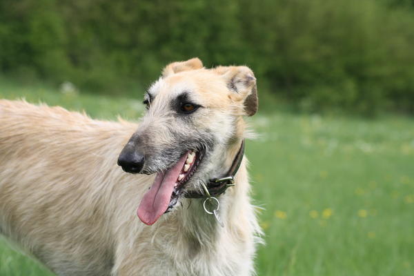 Rauhhaar-Galgo RIK aus Alicante sucht ... - Seite 2 6944556fow