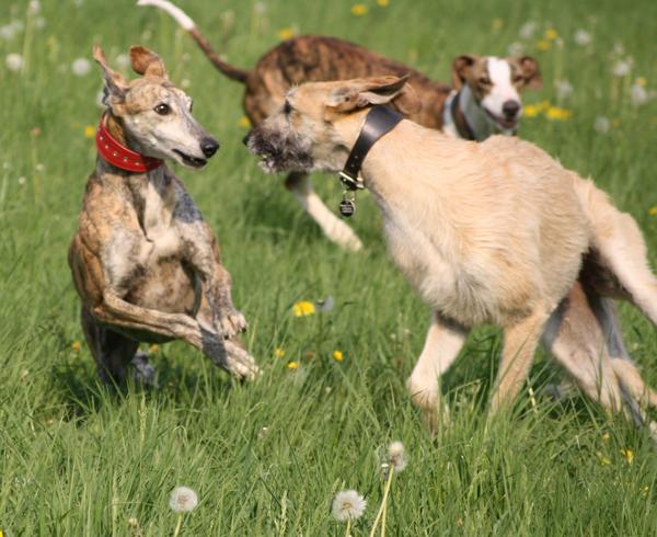 Rauhhaar-Galgo RIK aus Alicante sucht ... - Seite 2 6944616vmu