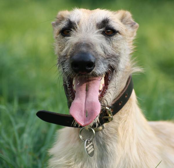 Rauhhaar-Galgo RIK aus Alicante sucht ... - Seite 2 6944617kfs