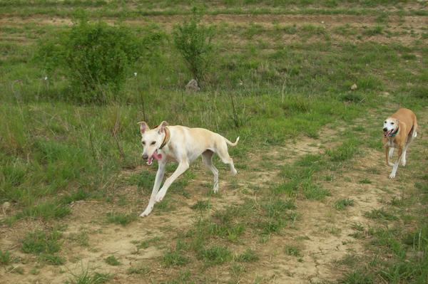 Galga LUNI aus Murcia sucht ... - Seite 5 6950582kig