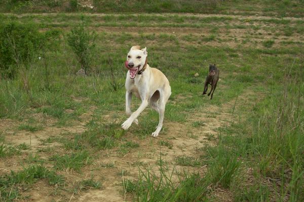 Galga LUNI aus Murcia sucht ... - Seite 5 6950583mca