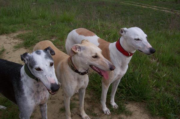 Galga LUNI aus Murcia sucht ... - Seite 5 6950585wwh