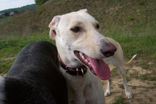 Galga LUNI aus Murcia sucht ... - Seite 5 6950586jfy